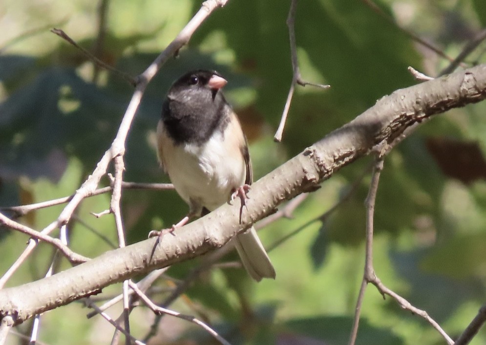 Dark-eyed Junco - ML644396385