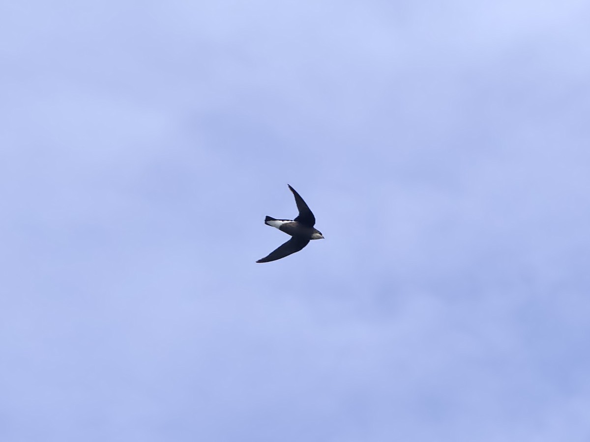 White-throated Needletail - ML644396389