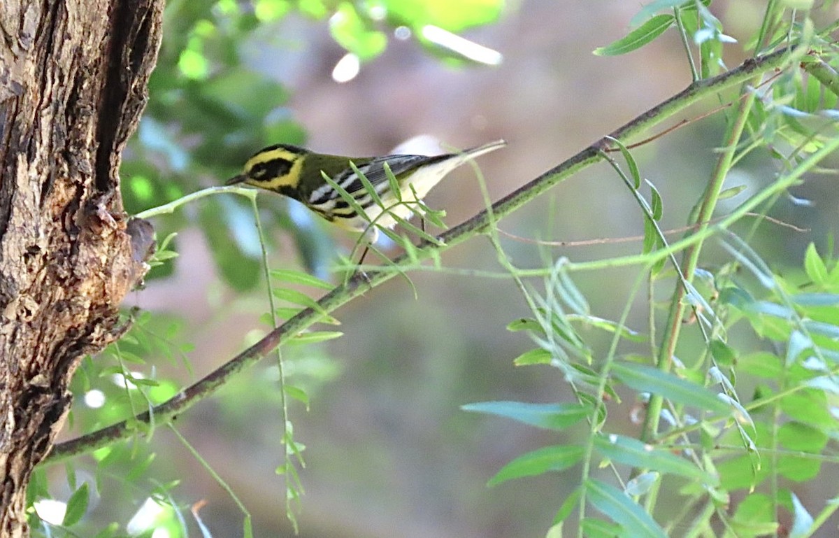 Townsend's Warbler - ML644396398