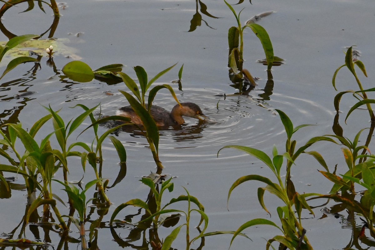 Australasian Grebe - ML644396412