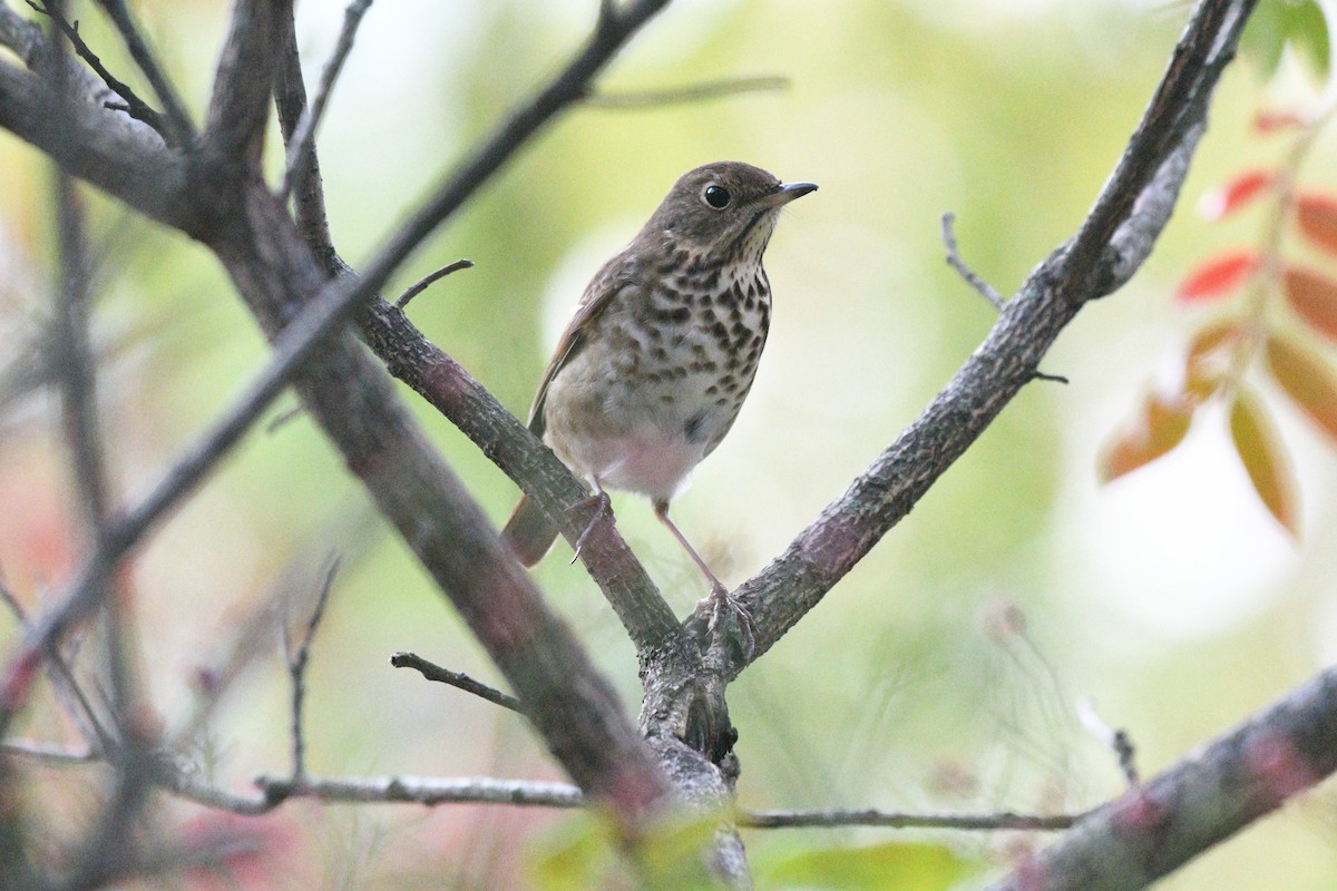 Hermit Thrush - ML644396414