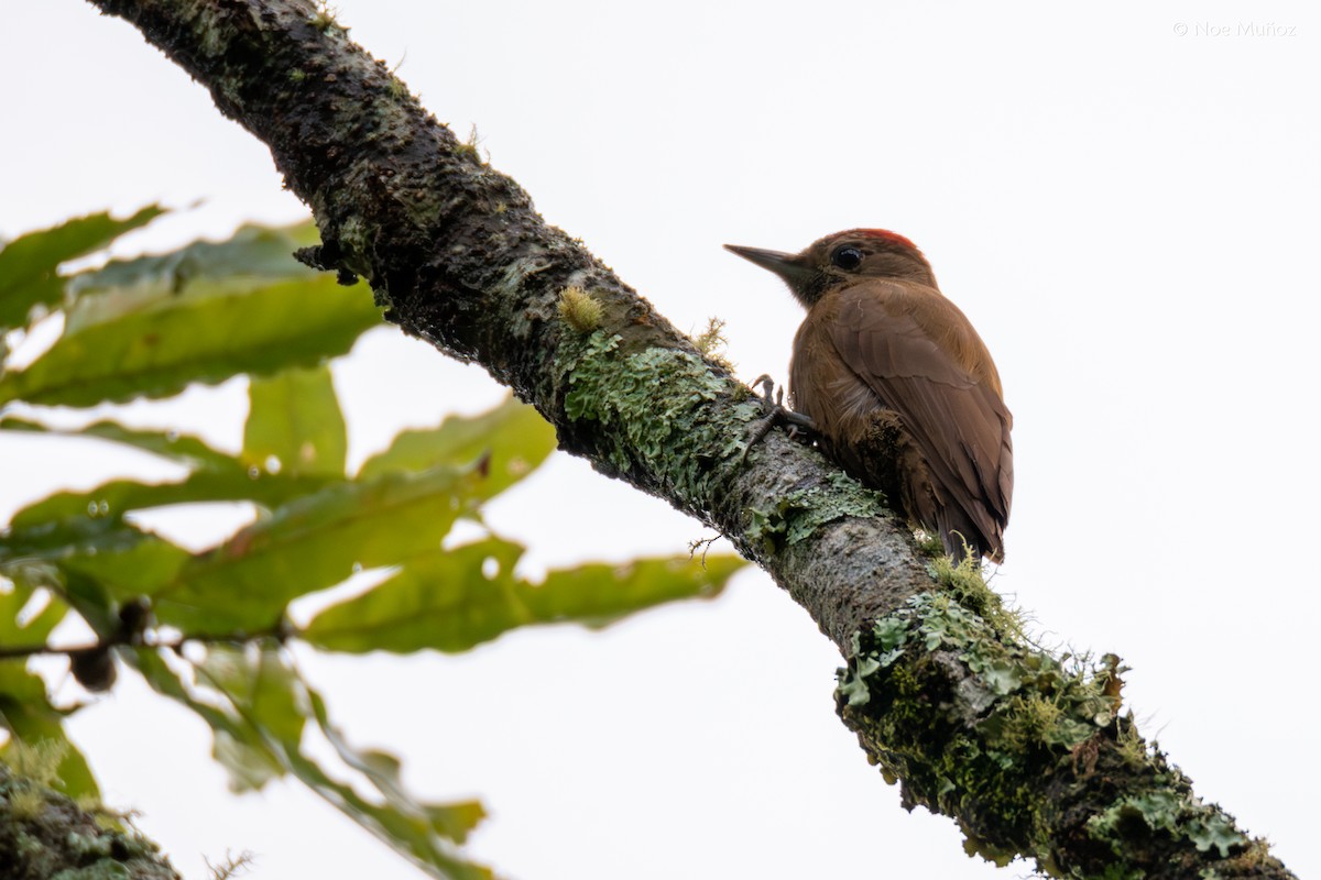 ハゲラ - ML644396417