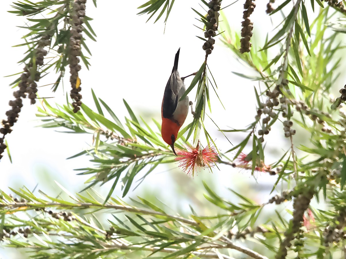 クレナイミツスイ - ML644396427