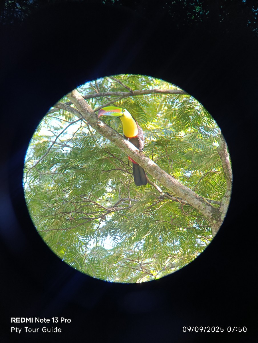 Радужный тукан - ML644396433