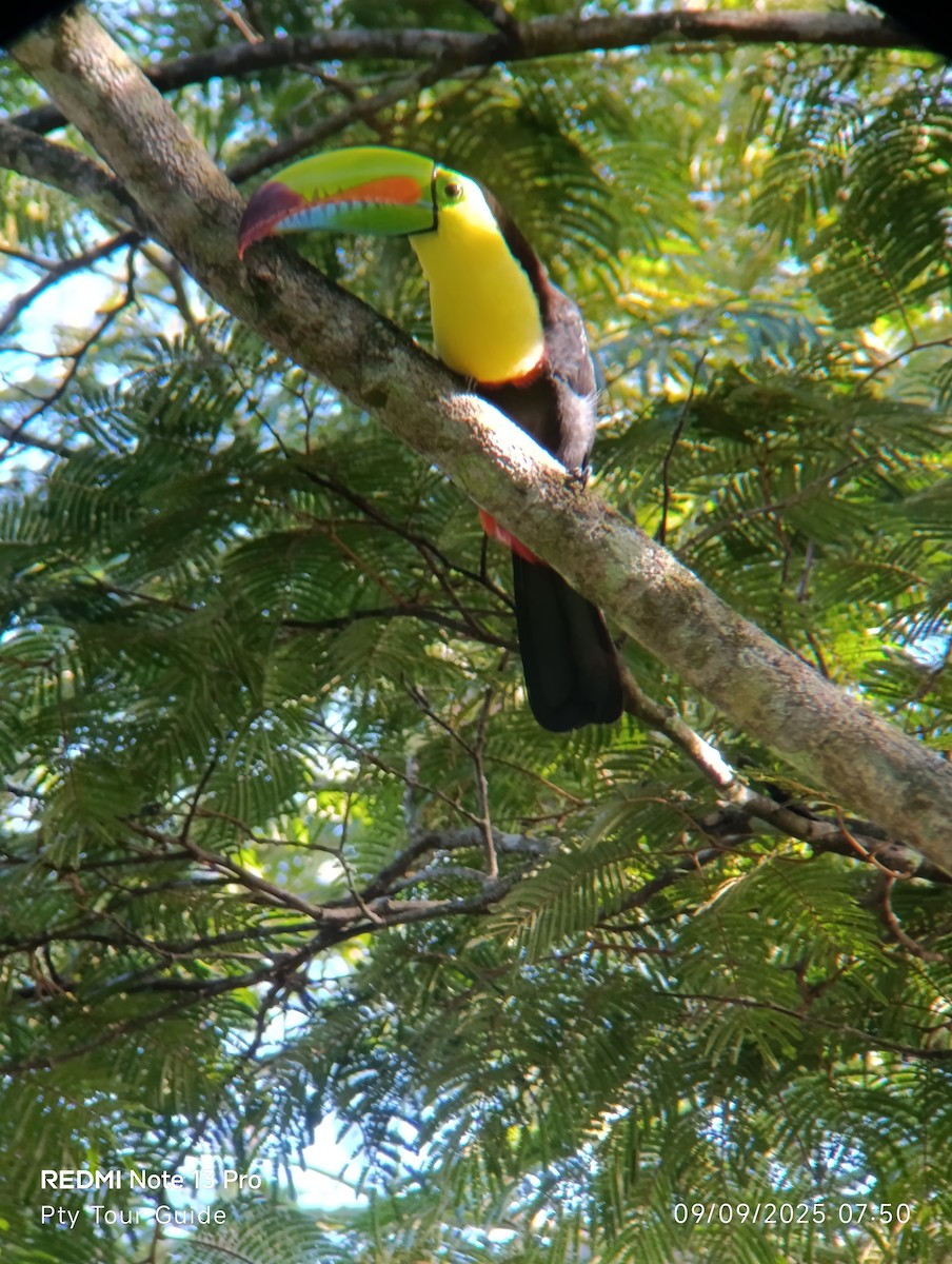 Радужный тукан - ML644396434