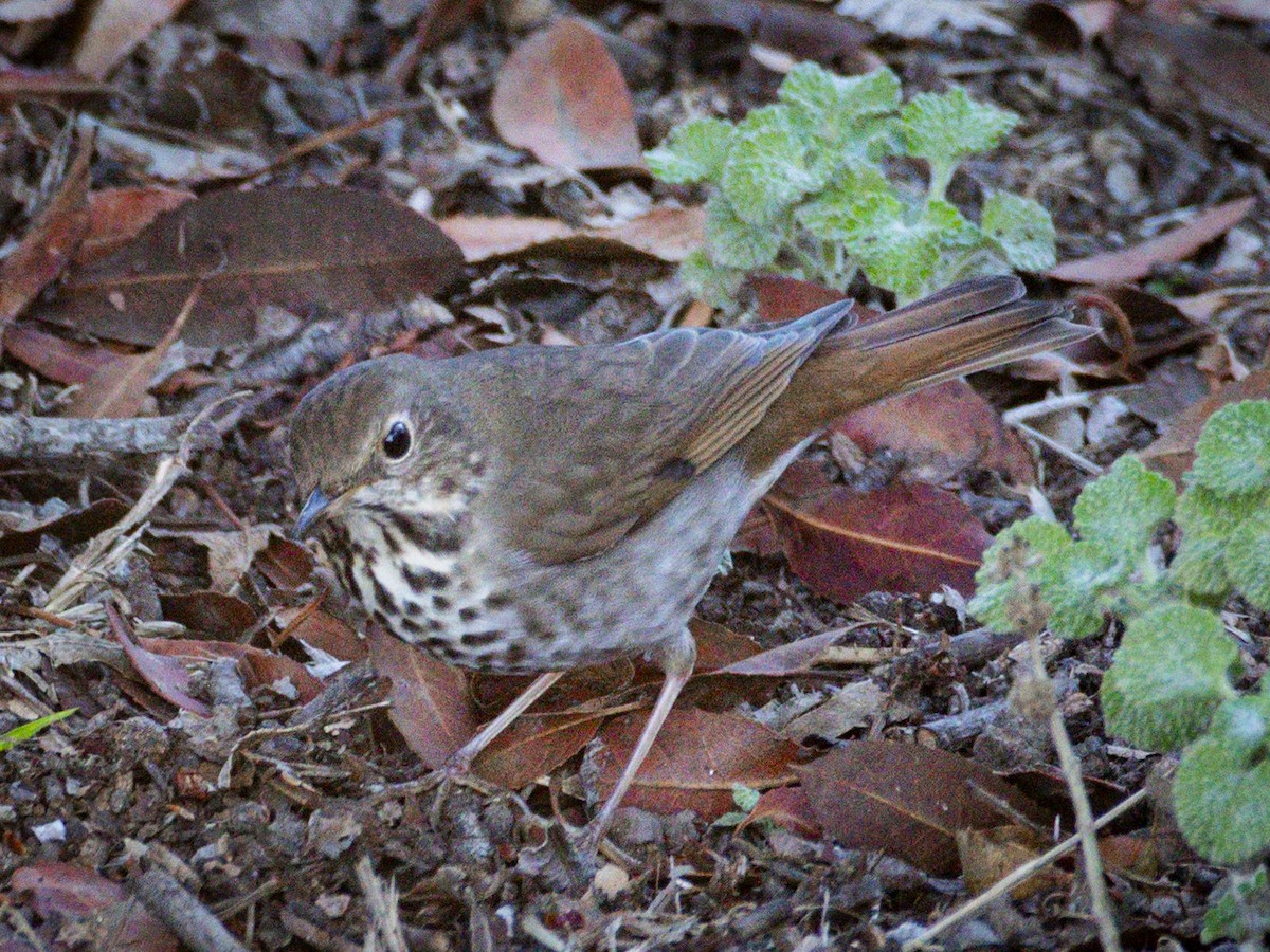 Hermit Thrush - ML644396440