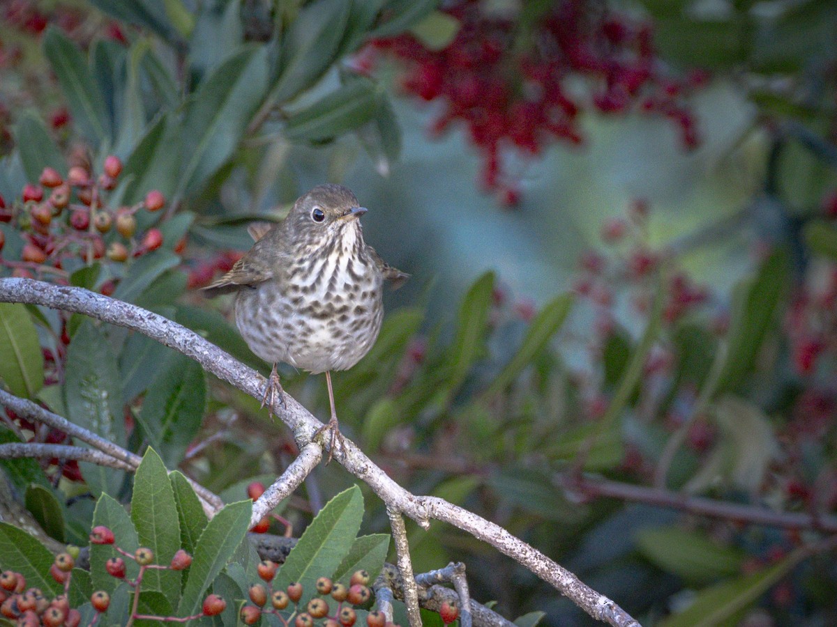Hermit Thrush - ML644396441