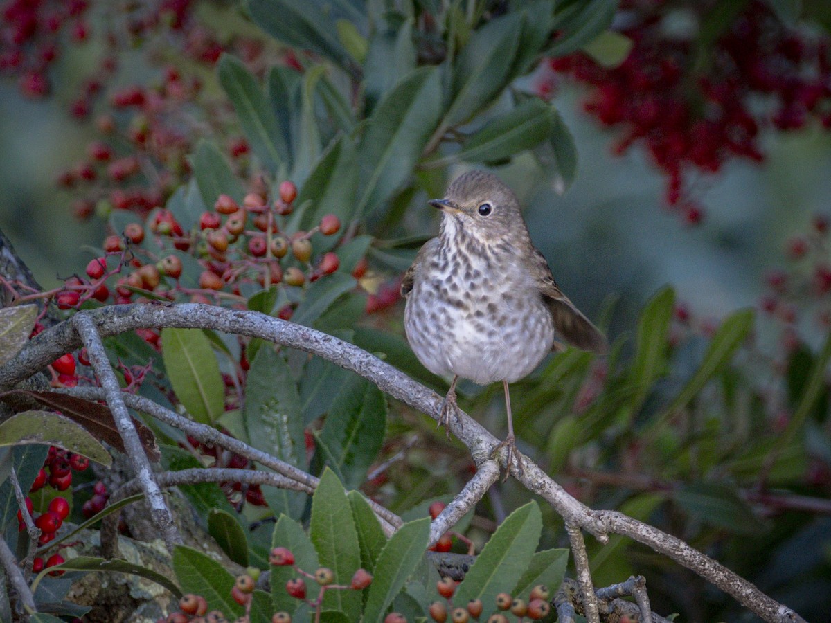 Hermit Thrush - ML644396443