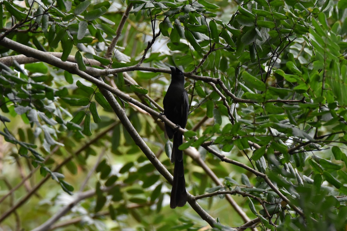 straka tmavá - ML644396447