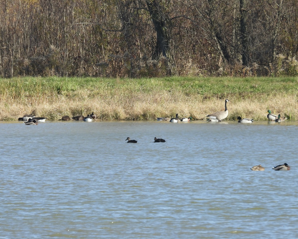 American Black Duck - ML644396448