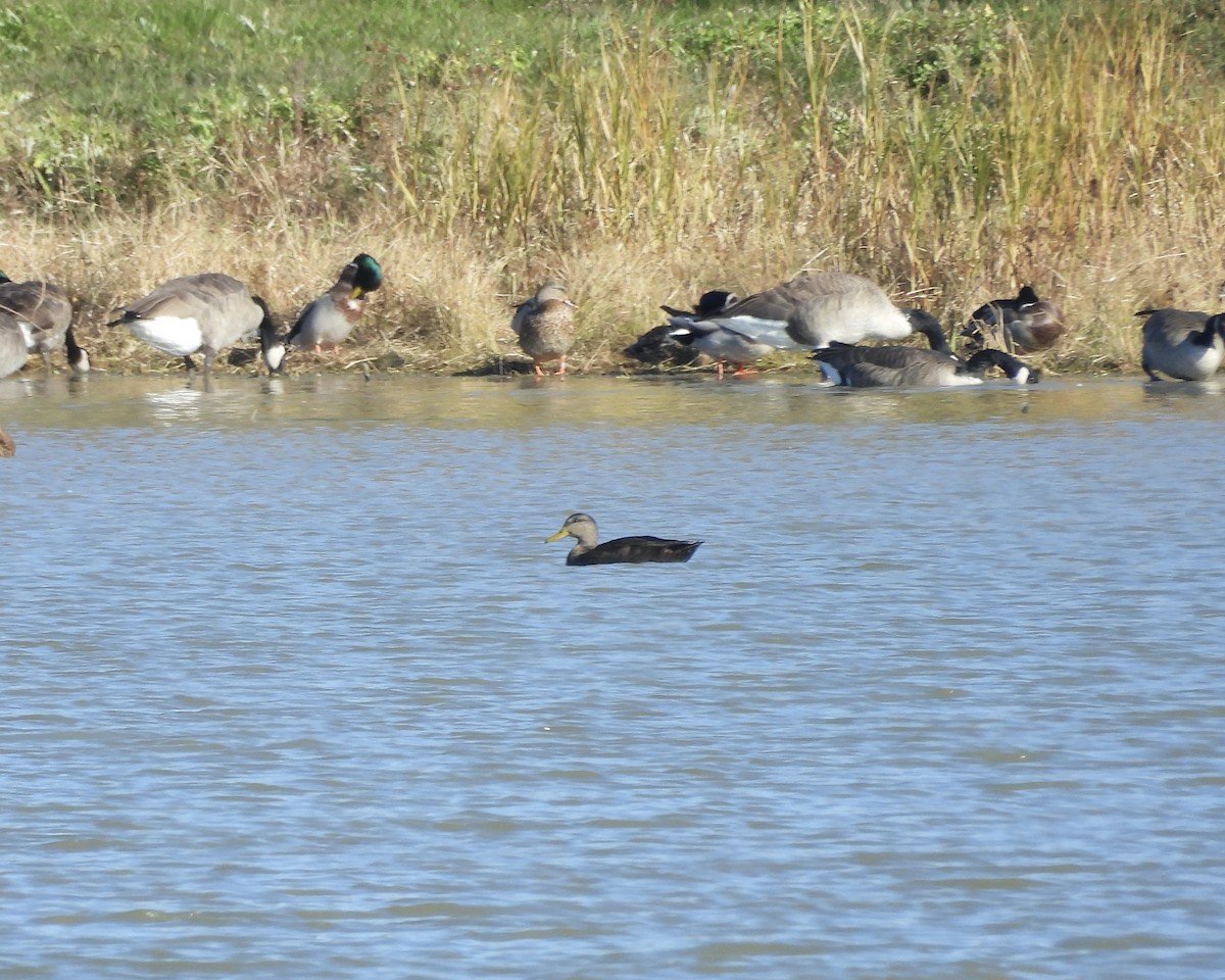 American Black Duck - ML644396449