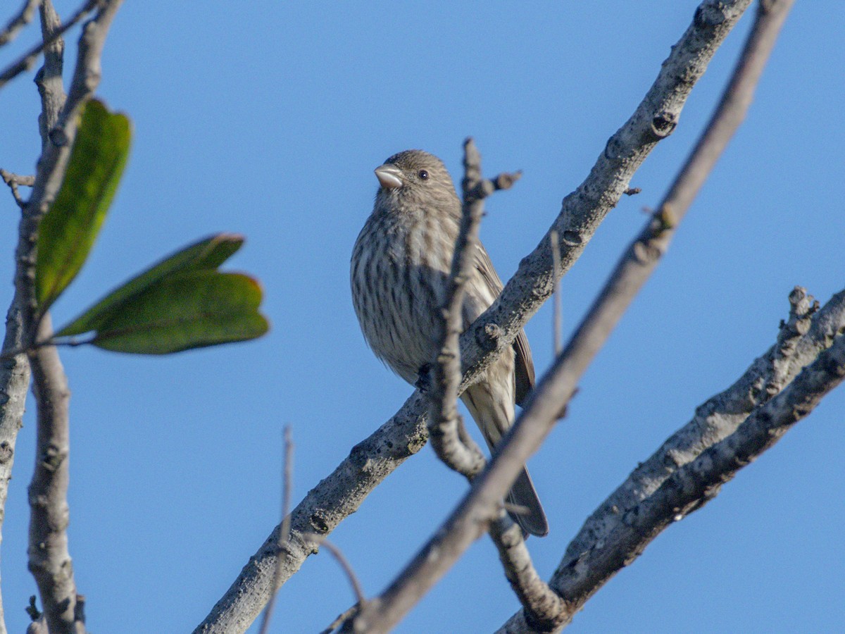 Чечевиця садова - ML644396454