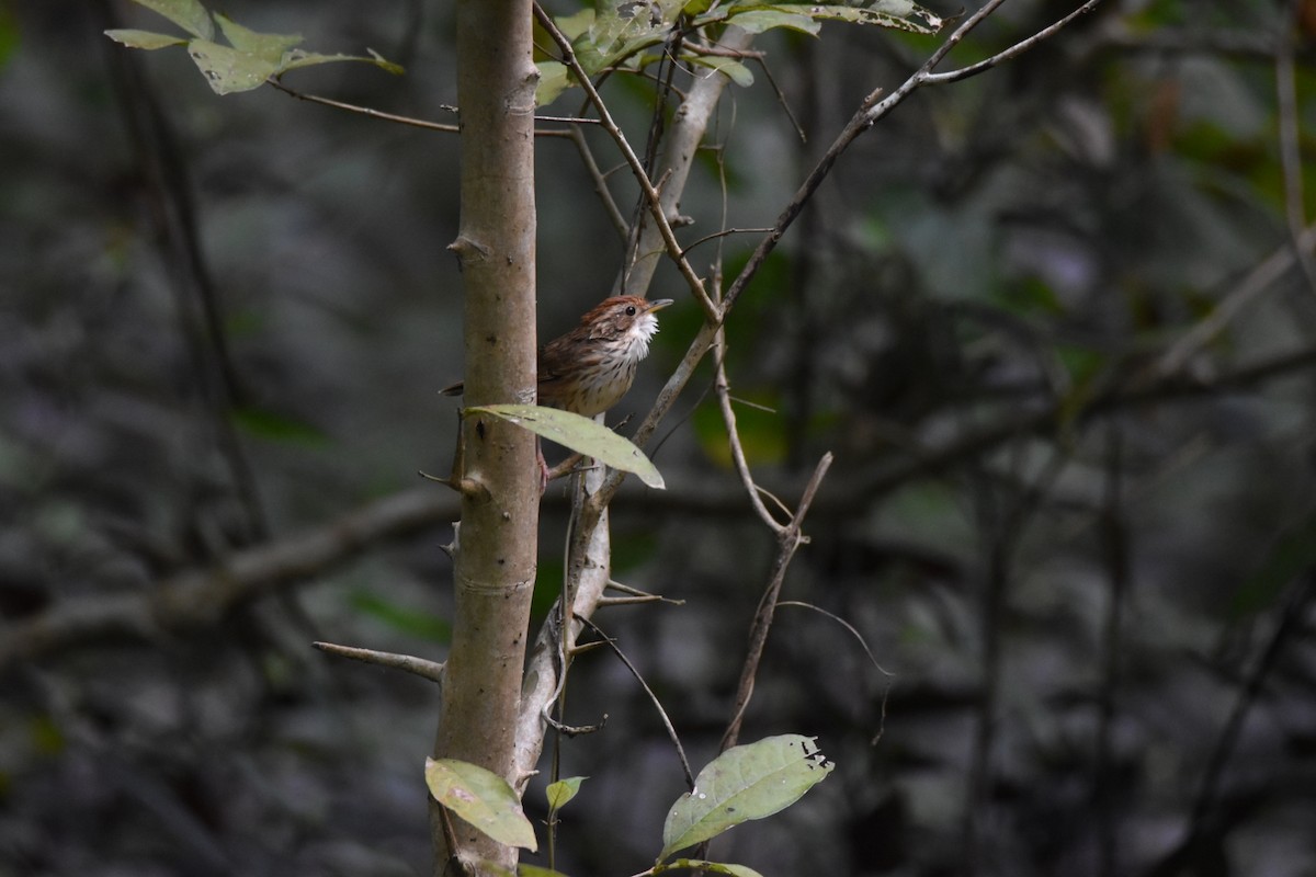 Puff-throated Babbler - ML644396459