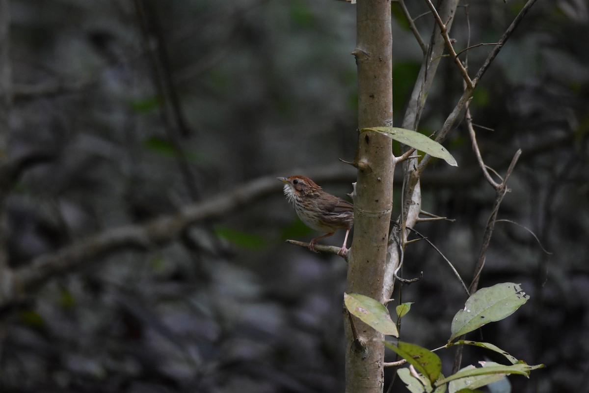 Puff-throated Babbler - ML644396460