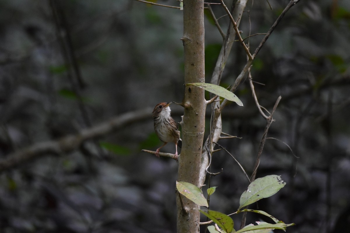 Puff-throated Babbler - ML644396461