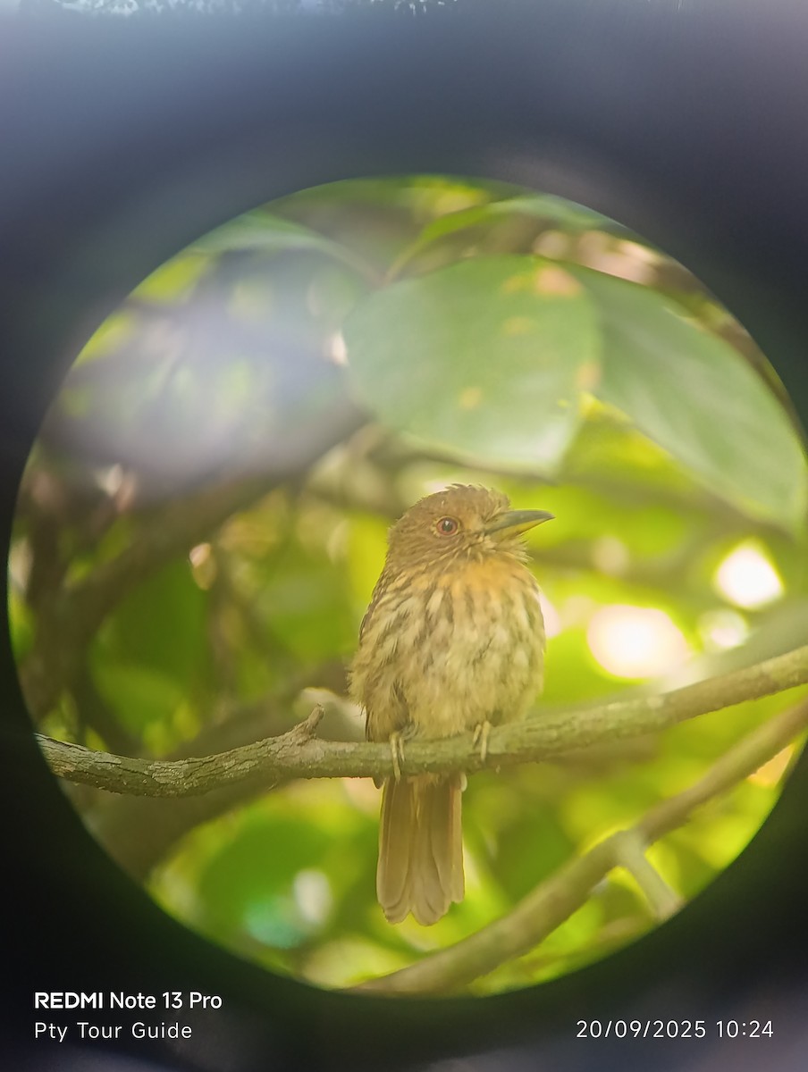 White-whiskered Puffbird - ML644396462