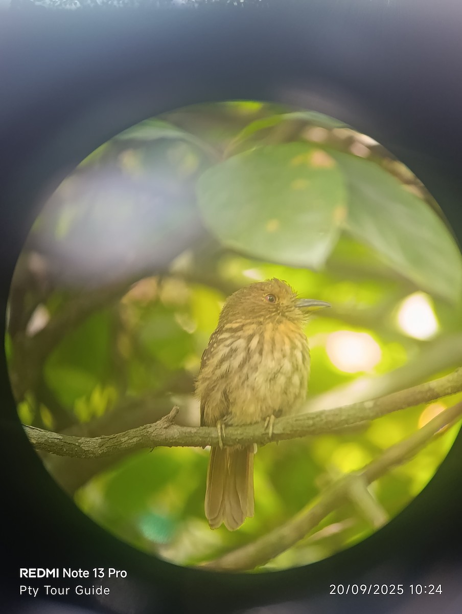 White-whiskered Puffbird - ML644396463