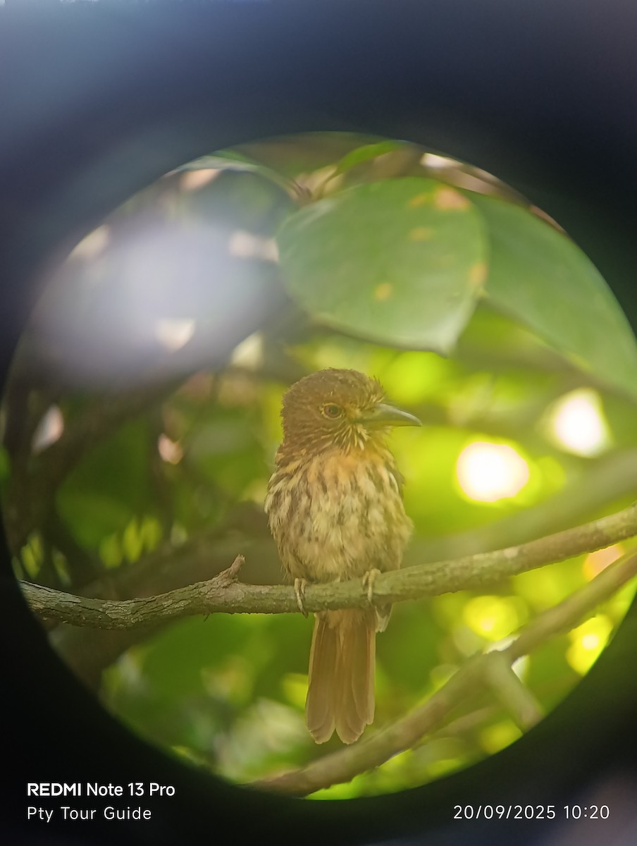 White-whiskered Puffbird - ML644396464