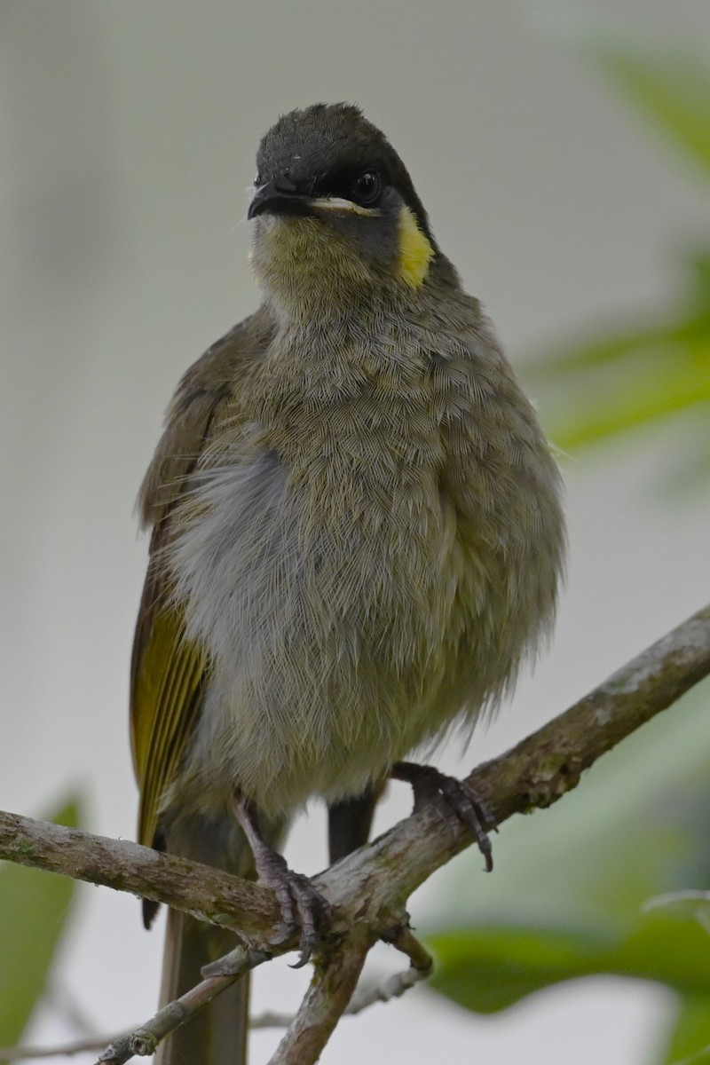 Lewin's Honeyeater - ML644396473