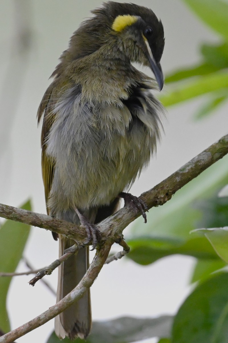 Lewin's Honeyeater - ML644396474