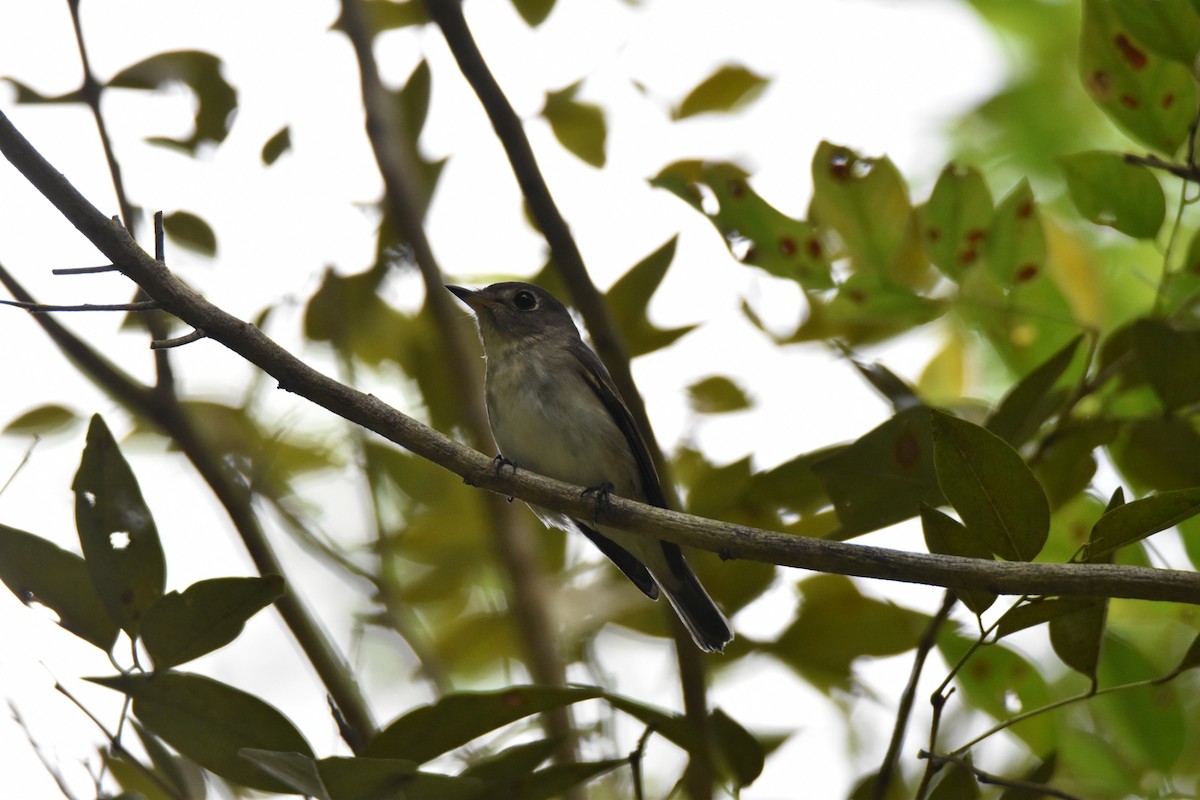 Asian Brown Flycatcher - ML644396475