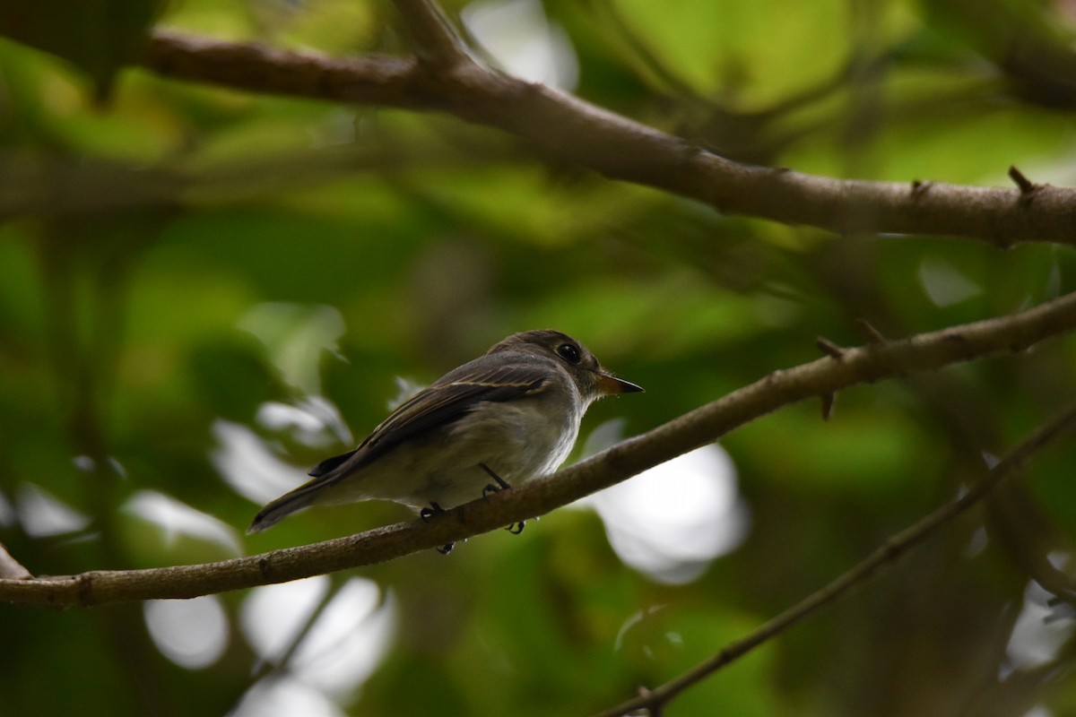 Asian Brown Flycatcher - ML644396476