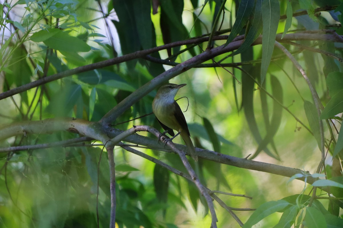 Дорнын охил бялзуухай - ML644396505