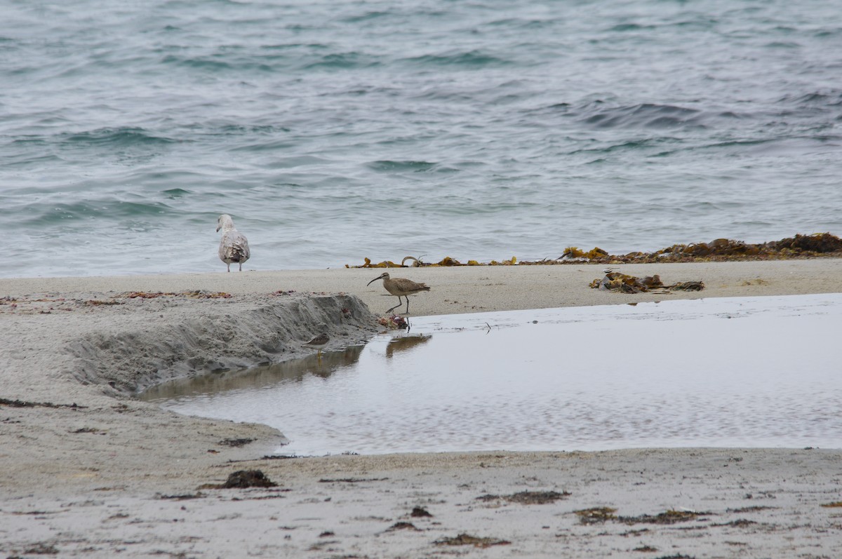 Whimbrel - Robert DeViller