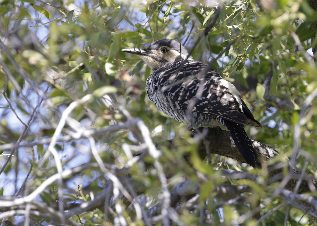 Chilean Flicker - ML644396513