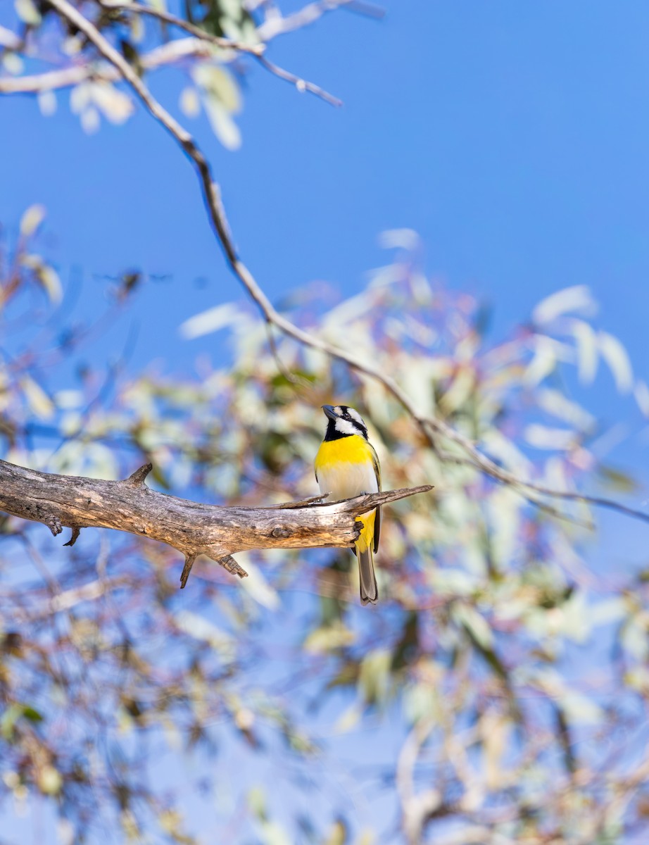 Western Shrike-tit - ML644396532