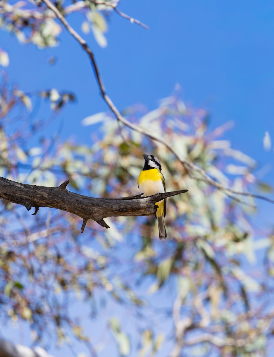 Western Shrike-tit - ML644396533
