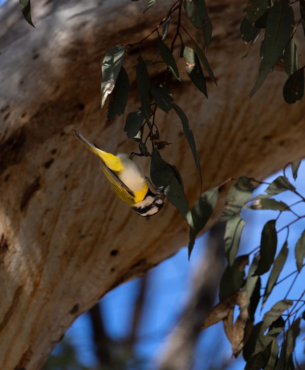 Western Shrike-tit - ML644396534