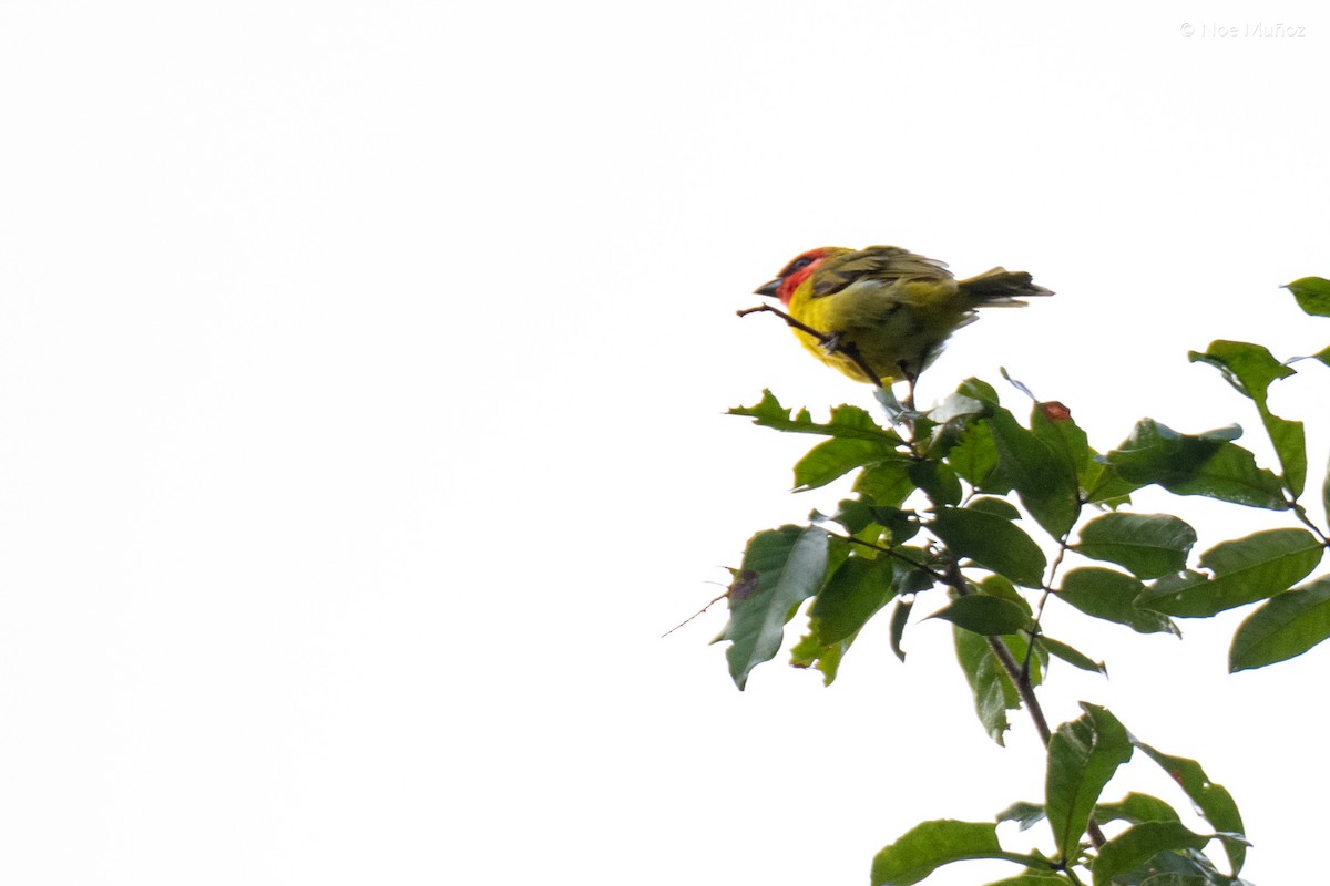 Red-headed Tanager - ML644396535