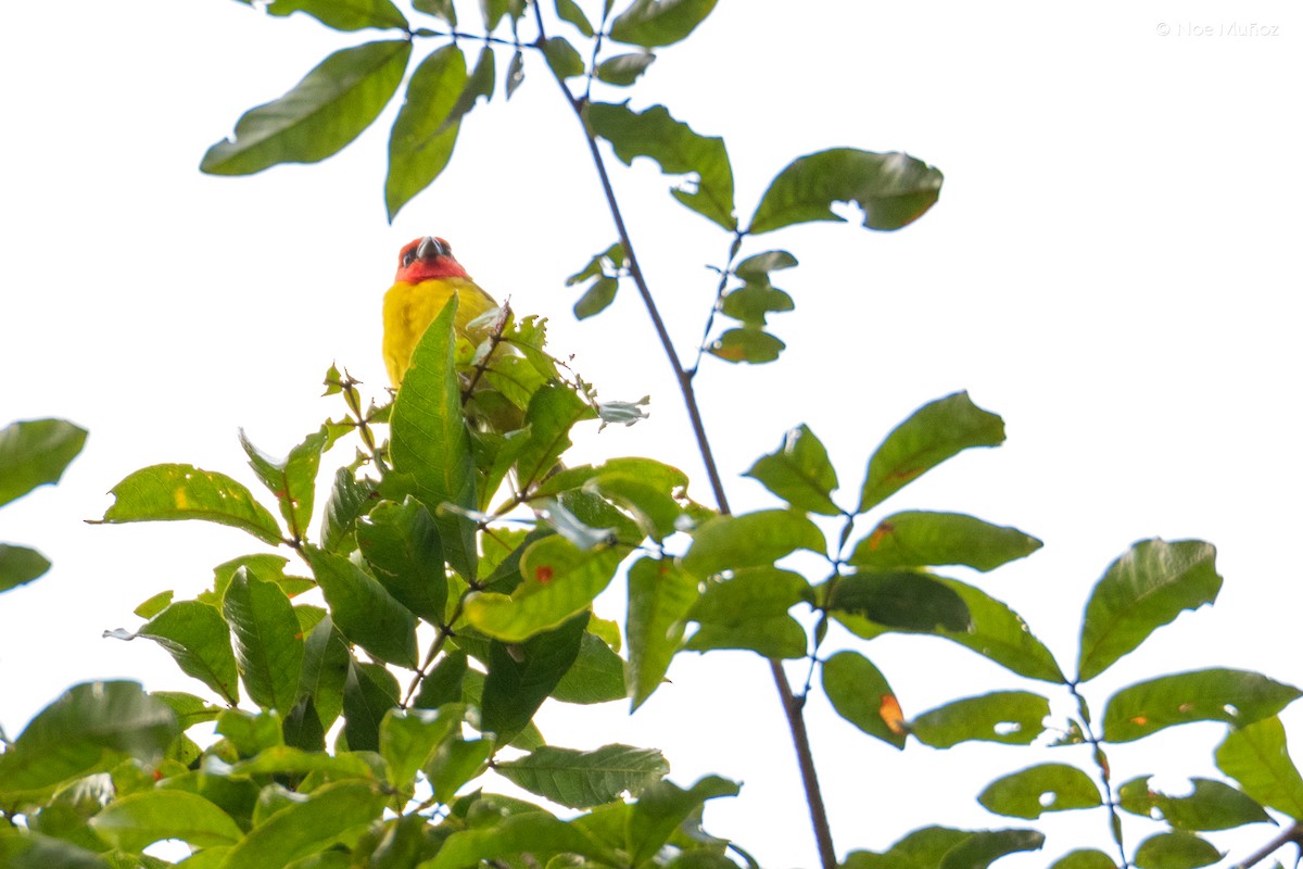 Red-headed Tanager - ML644396536