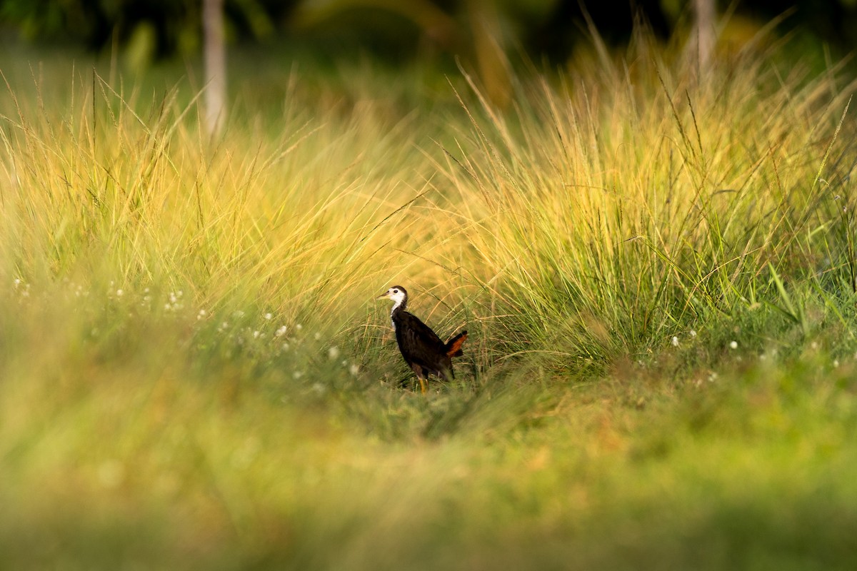 White-breasted Waterhen - ML644396538