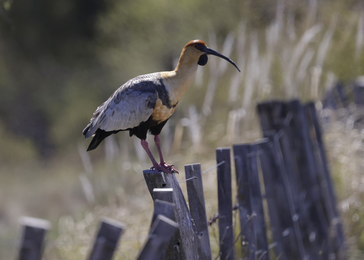 İbikli Sarıca Aynak - ML644396540