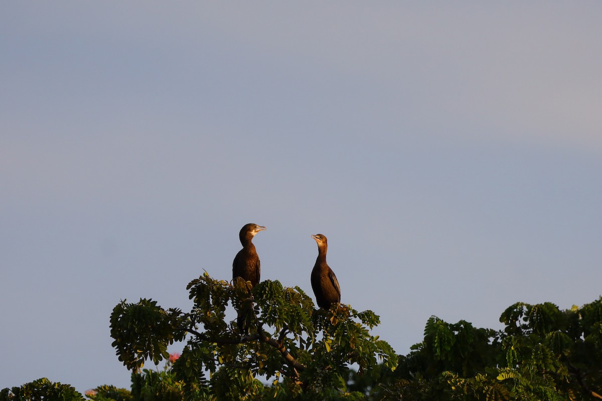 orientdvergskarv - ML644396543