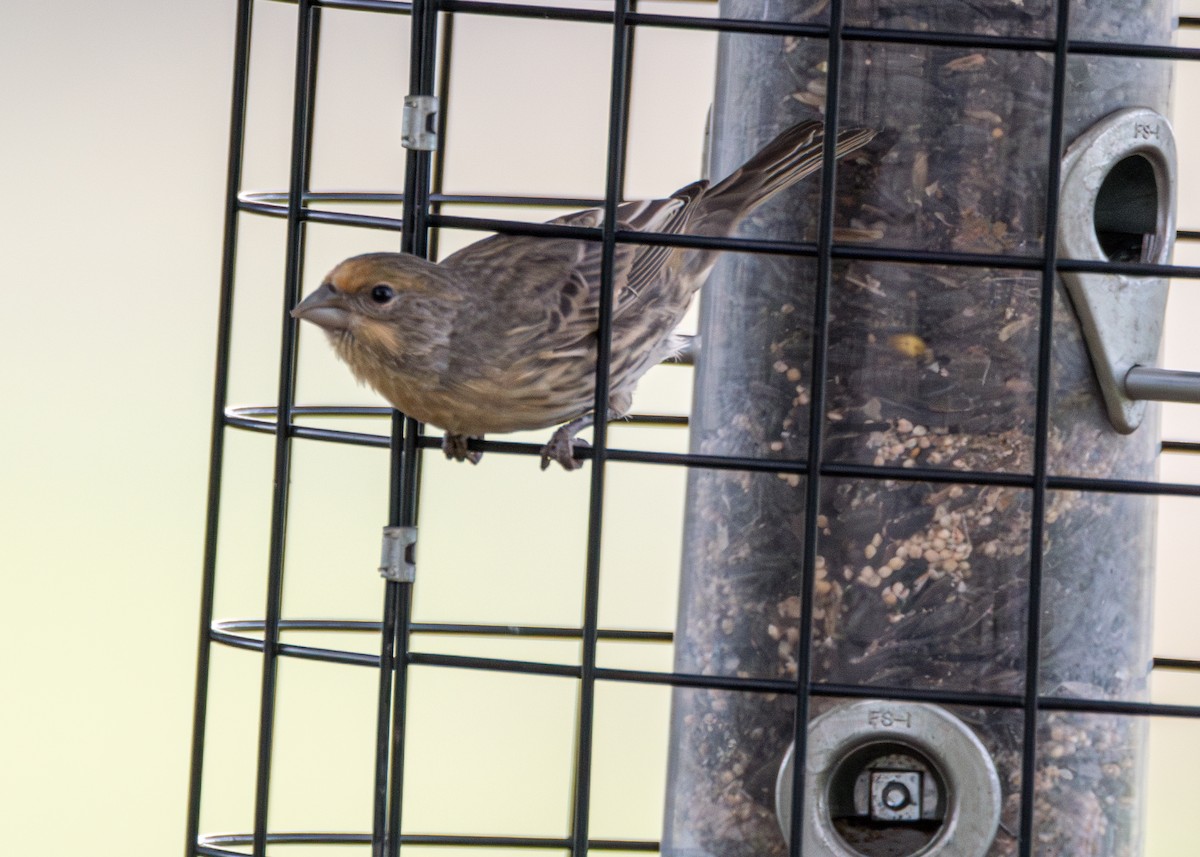 Чечевиця садова - ML644396545