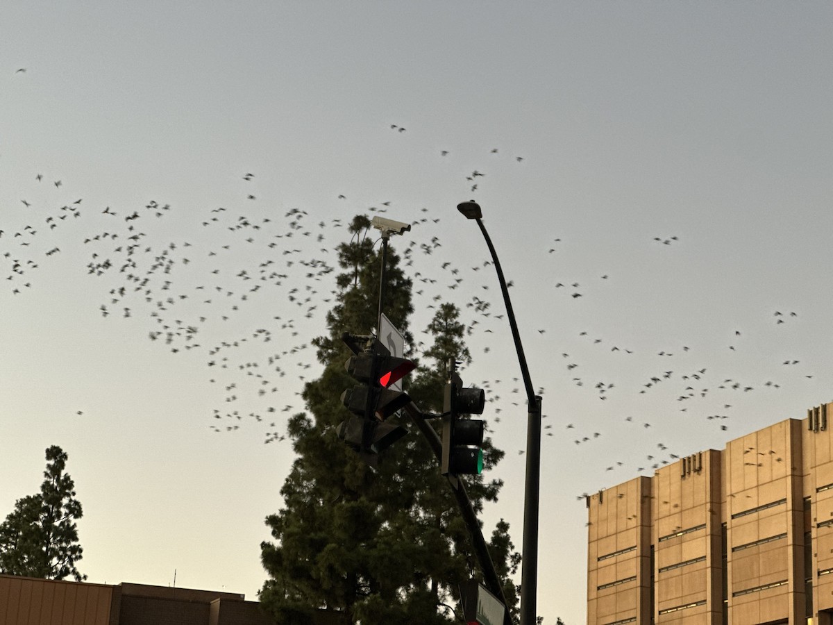 grønnkinnamazon/lillakroneamazon - ML644396546