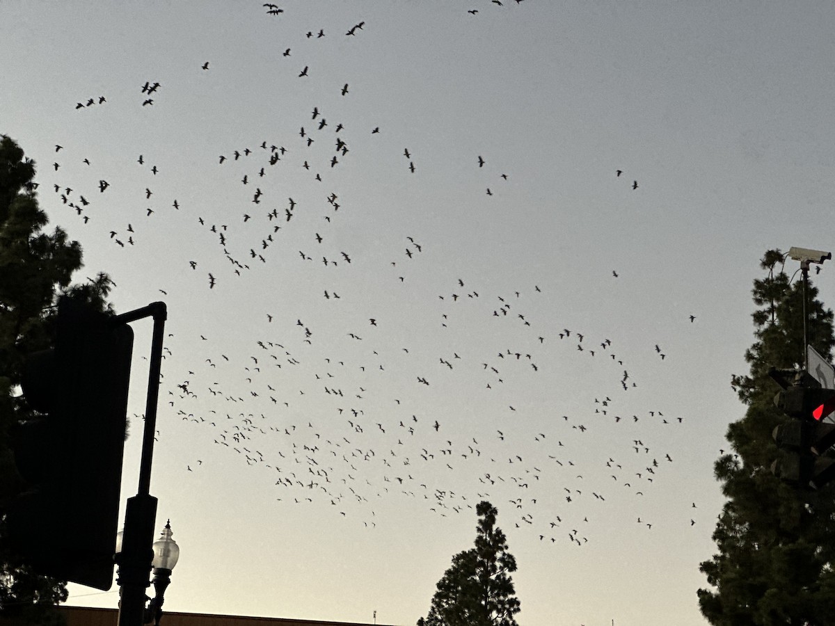 grønnkinnamazon/lillakroneamazon - ML644396547