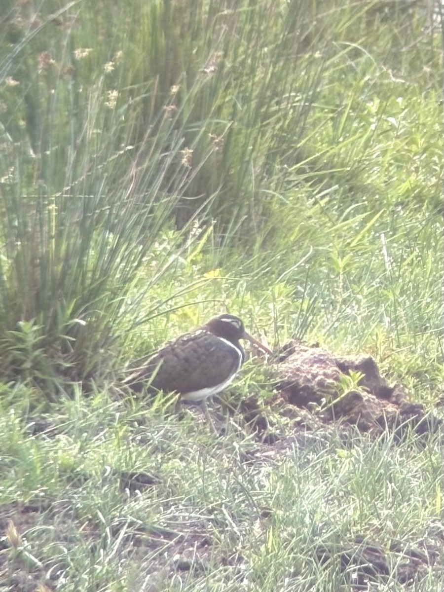 Australian Painted-Snipe - ML644396565