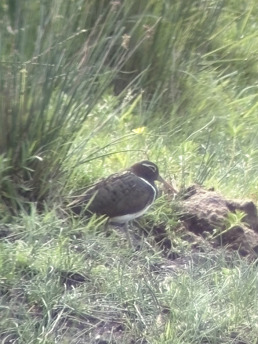 Australian Painted-Snipe - ML644396566
