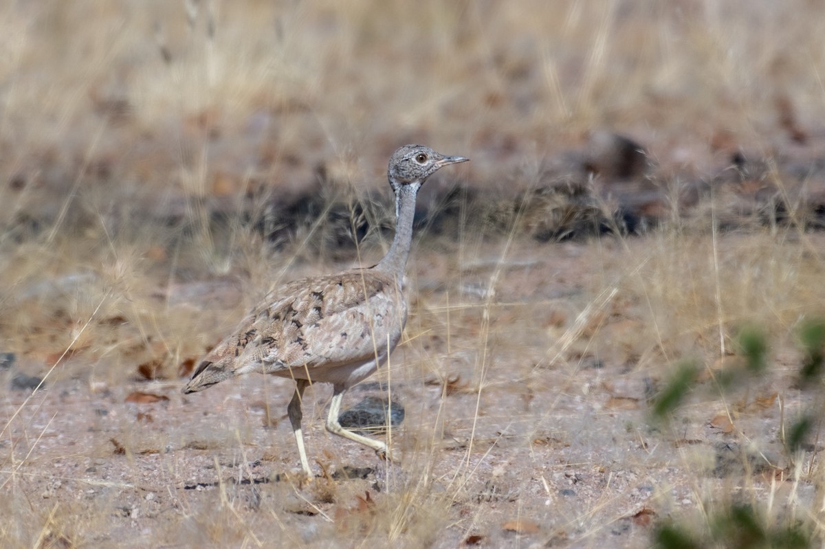 Rüppell's Bustard - ML644396568
