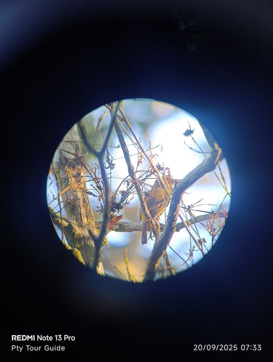 Bright-rumped Attila - ML644396577