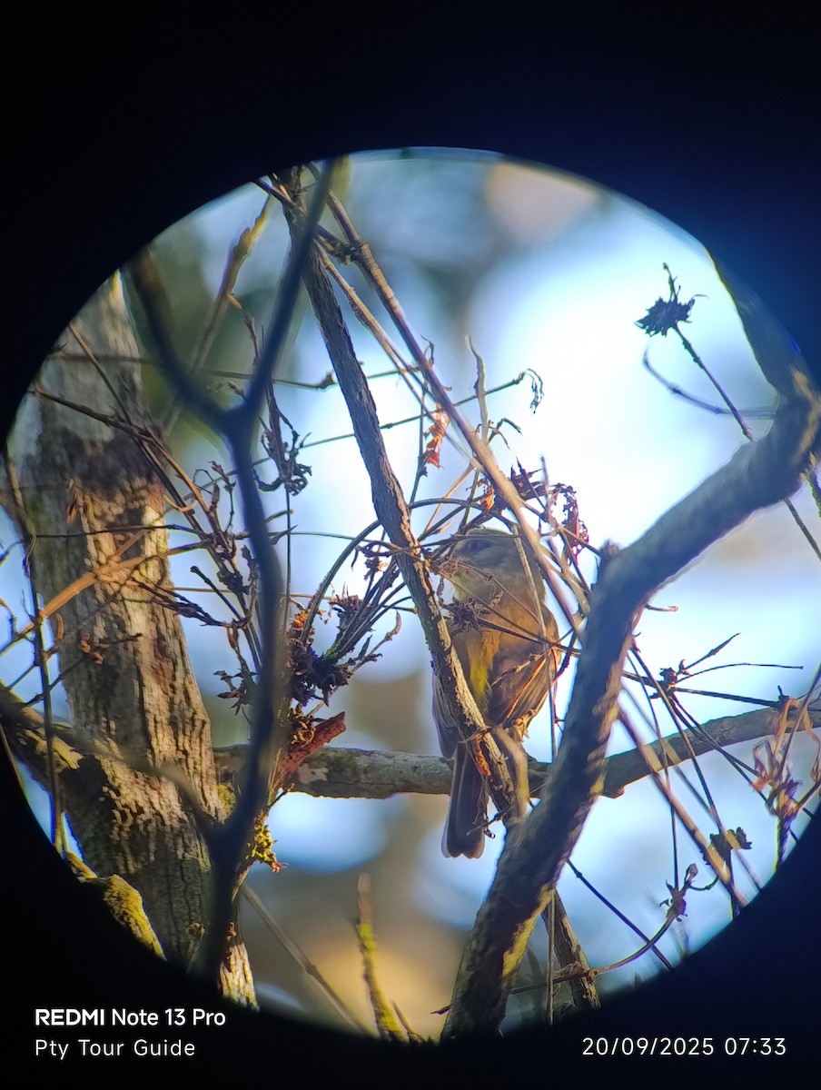 Bright-rumped Attila - ML644396578