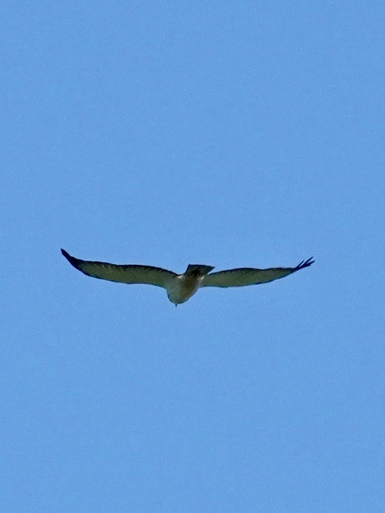 Broad-winged Hawk - ML644396592