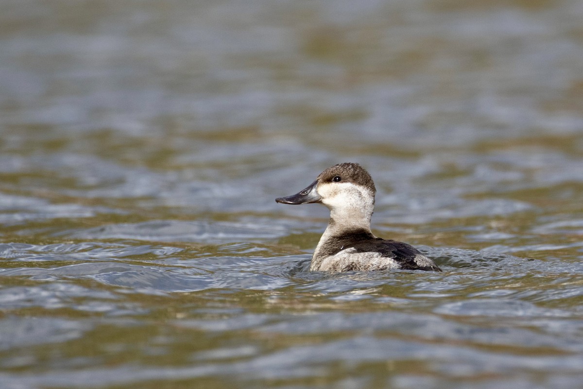 Савка американська - ML644396601