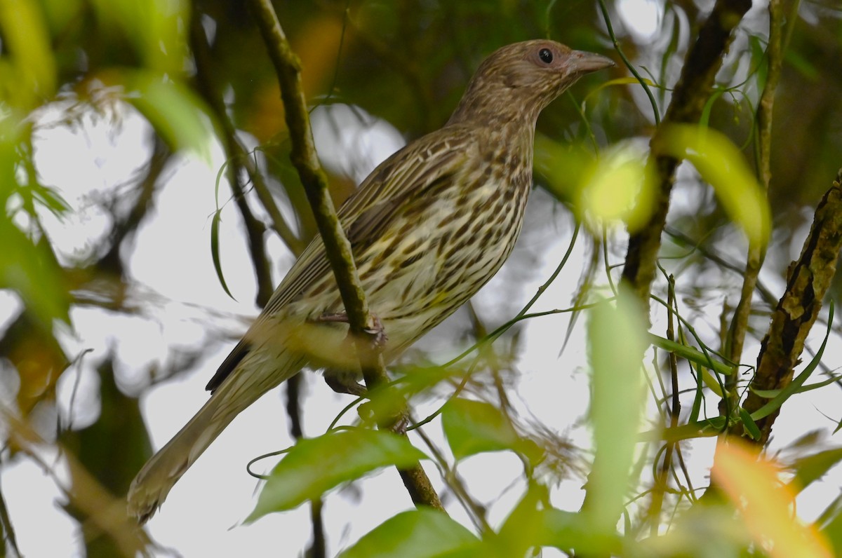 Australasian Figbird - ML644396602