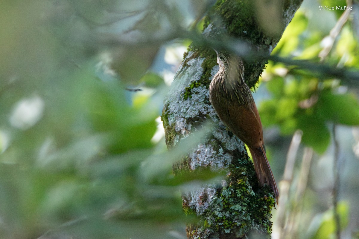 シロハシオニキバシリ - ML644396605