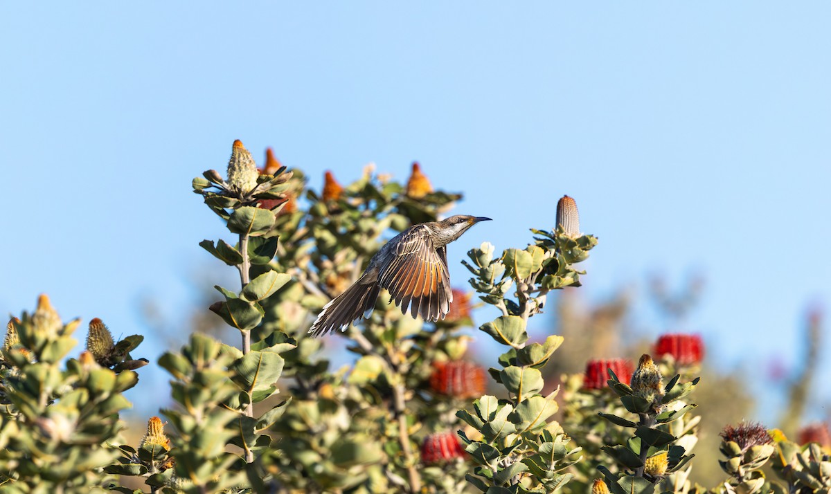 Western Wattlebird - ML644396610